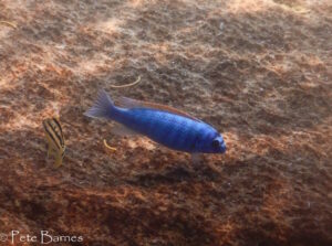 Labeotropheus trewavasae 'Chinyamwezi Island'